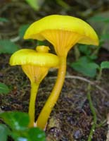 Hygrocybe nitida.